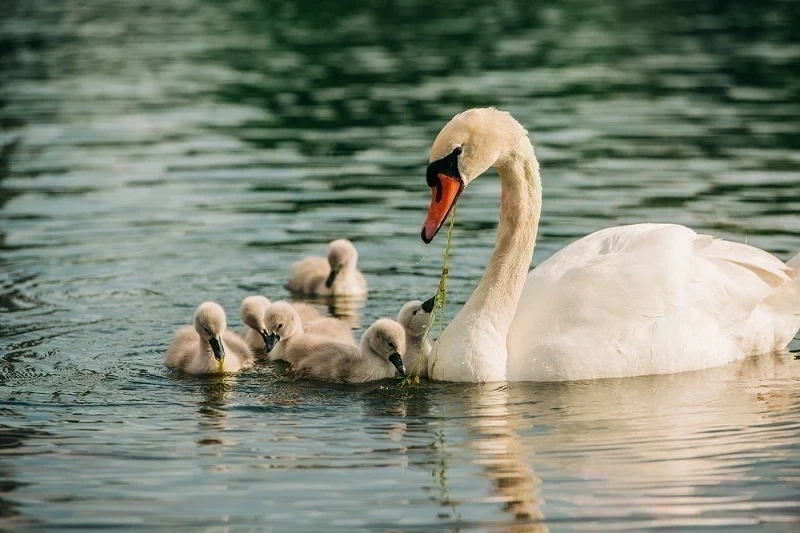 Swan and cygnets on the Serpentine