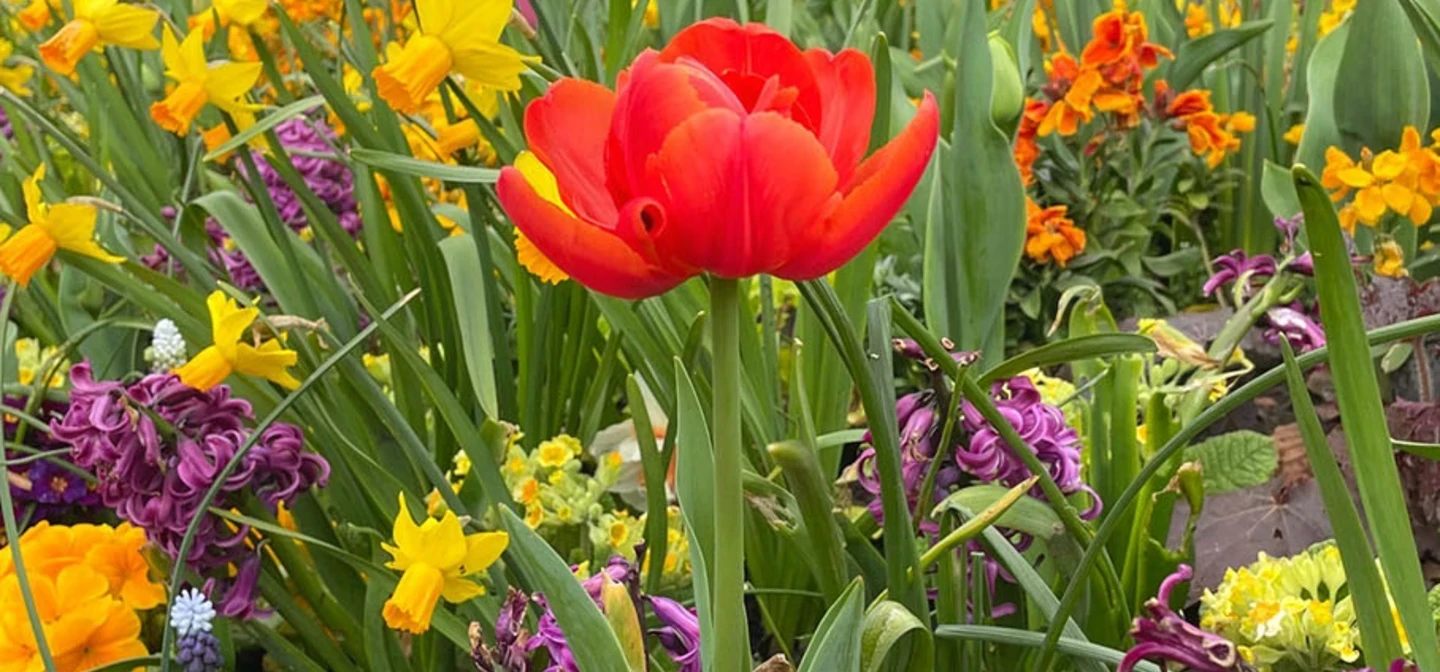 Colourful spring flowers