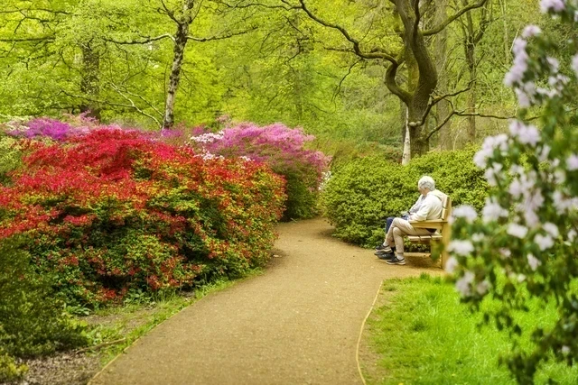 Summer blooms in Isabella Plantation, Richmond Park