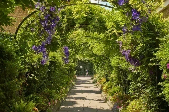 Summer flowers in The Regent's Park