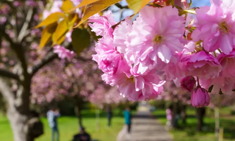 Spring in Greenwich Park