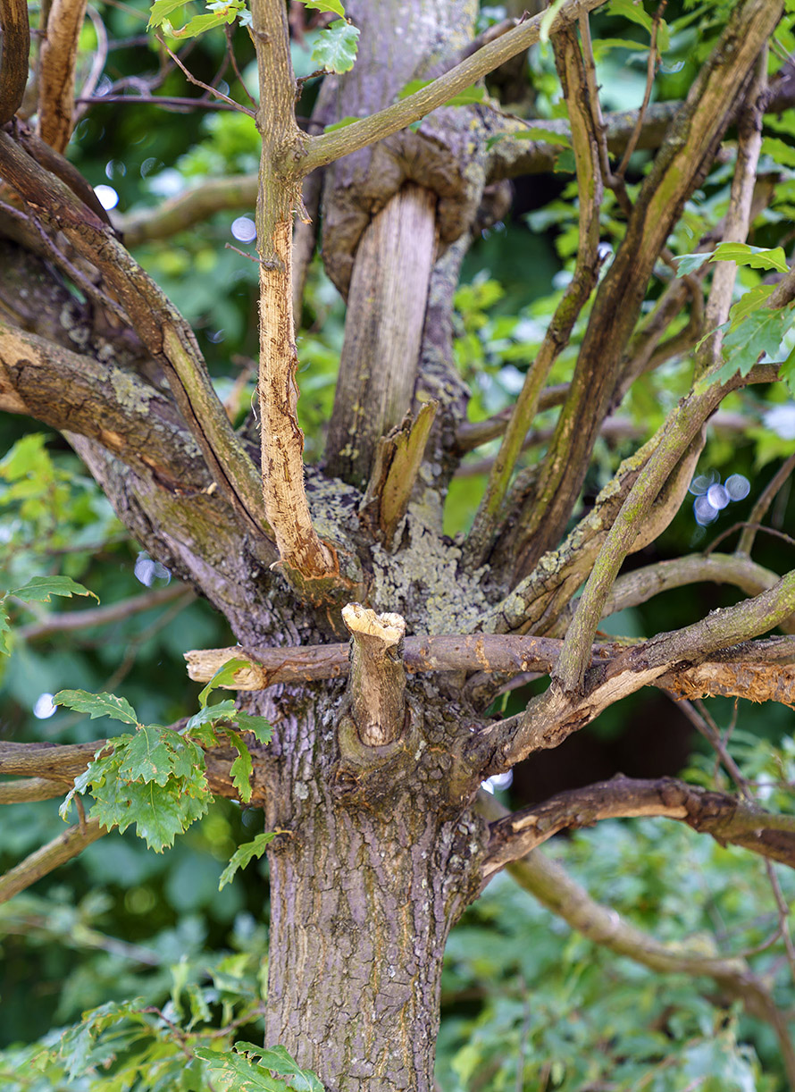 Damaged turkey oak tree