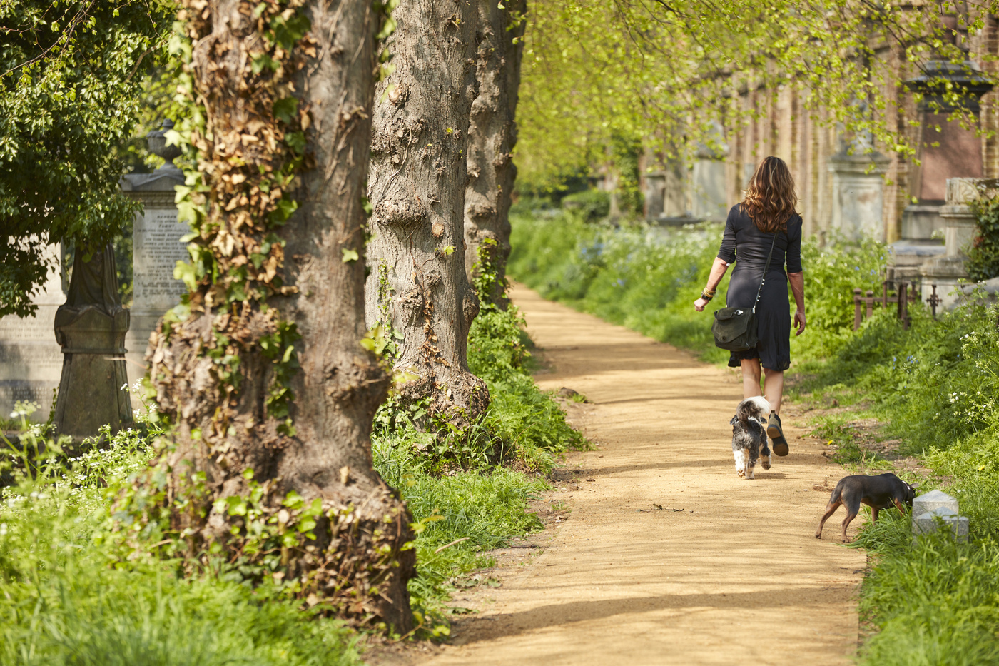 A woman walking her dogs in Brompton cemetery
