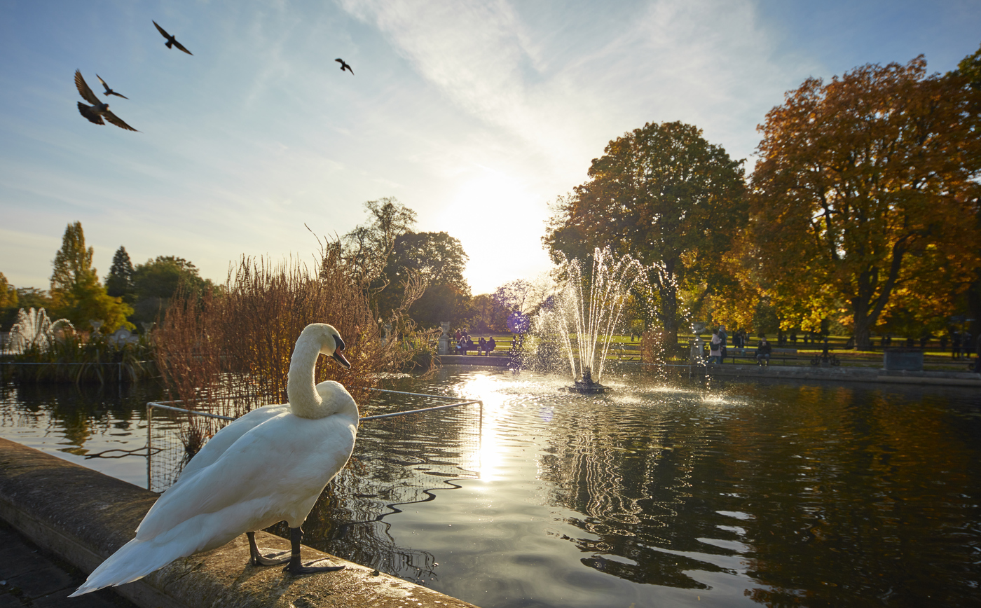 Swan overlooking the Italian Gardens in Kensington Gardens