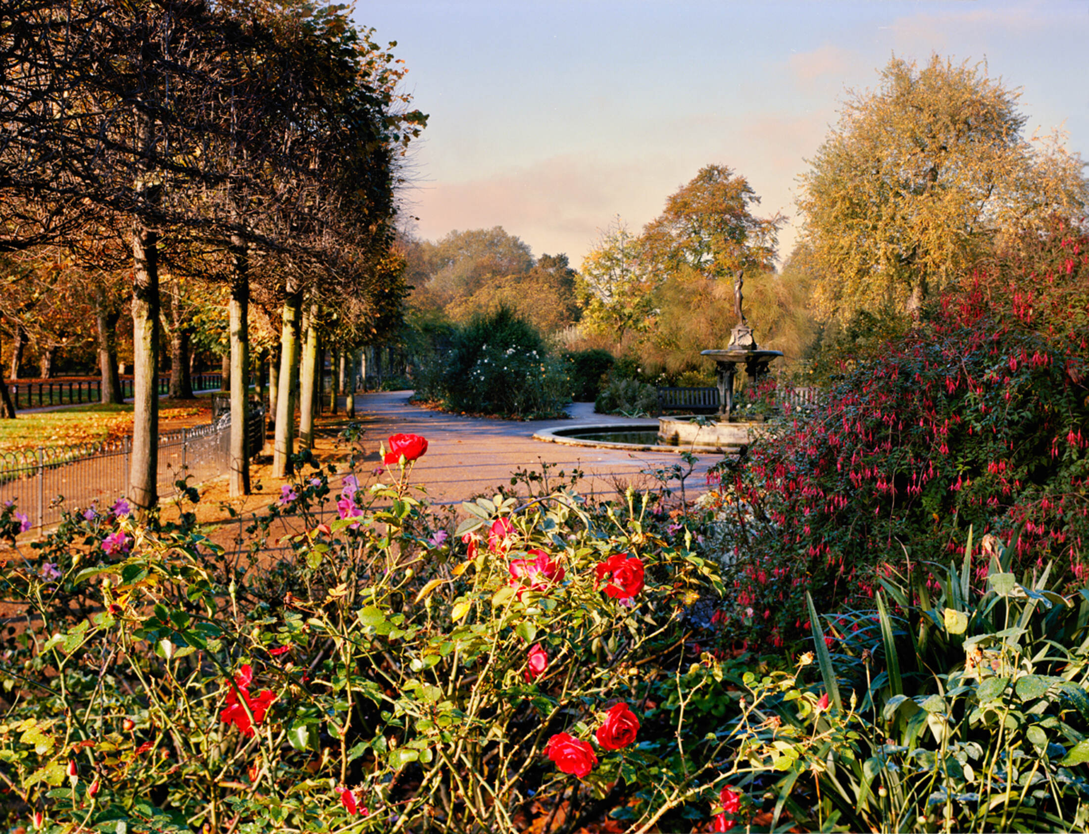 Hyde Park Rose garden