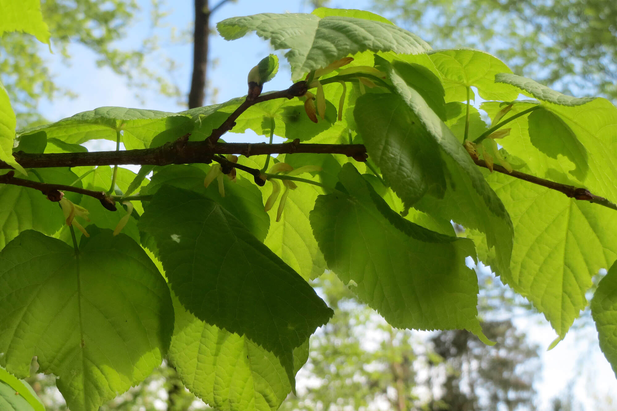 Lime tree leaves - Tilia cordata