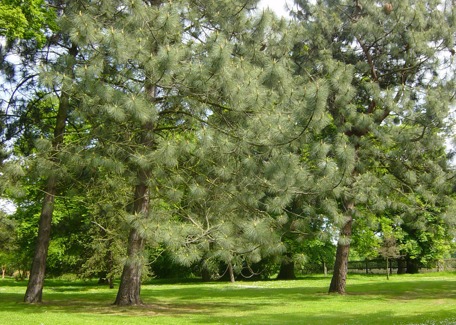 Trees in the Woodland Gardens
