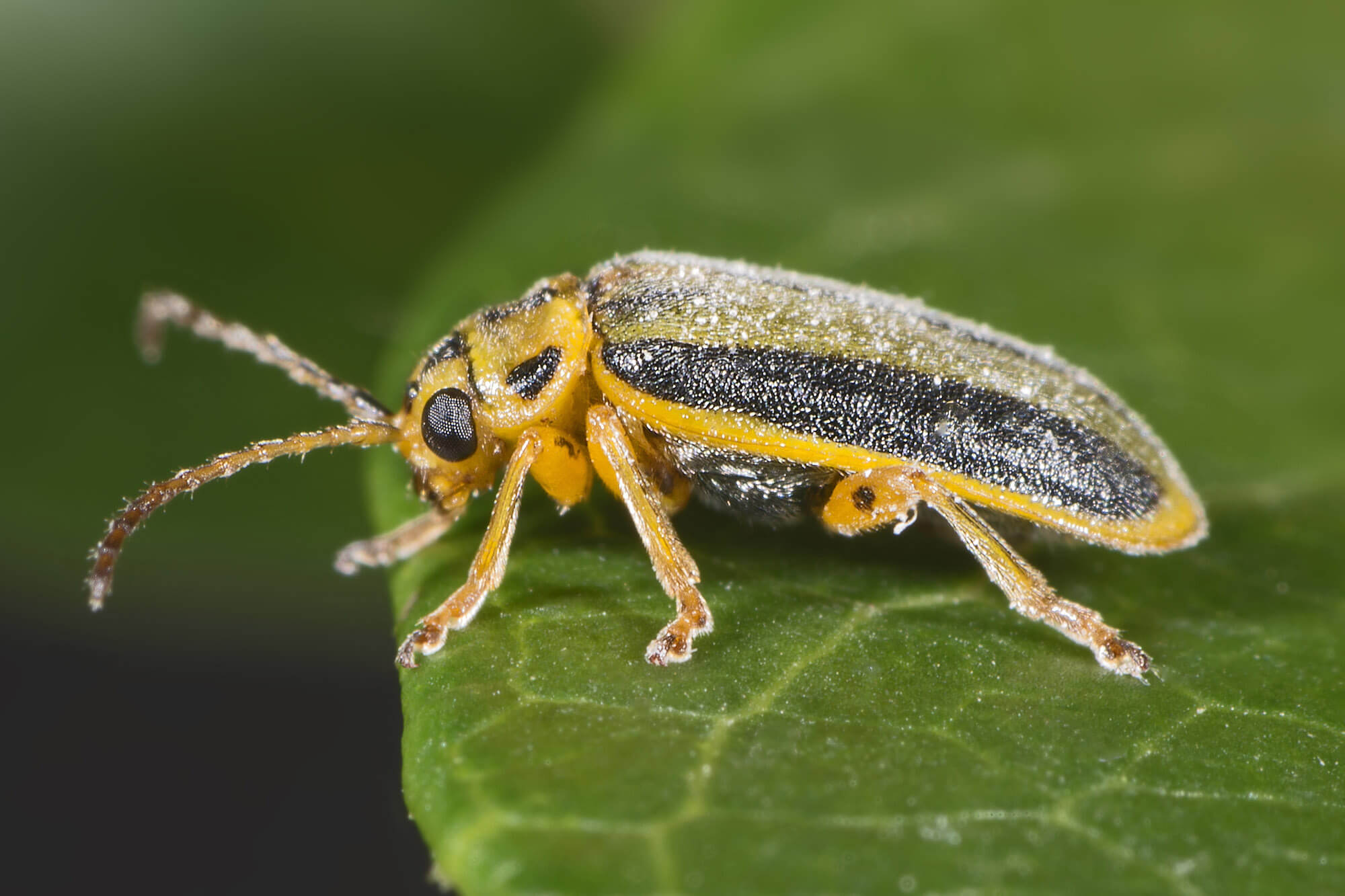 Elm leaf beetle - Xanthogaleruca luteola