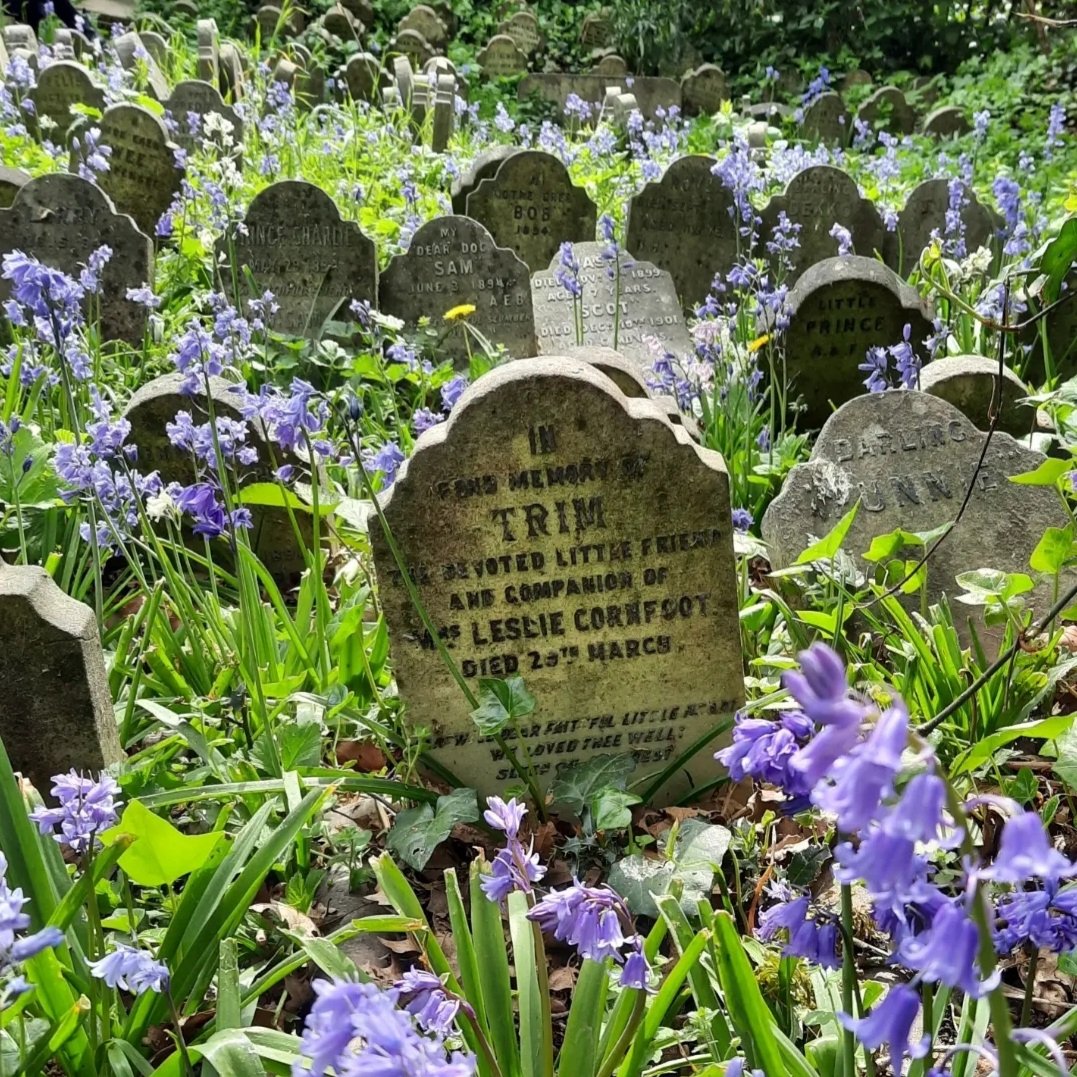 Bluebells at Hyde Park Pet Cemetery