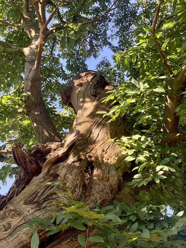 A view looking up the tree trunk from the ground look through the leaves.