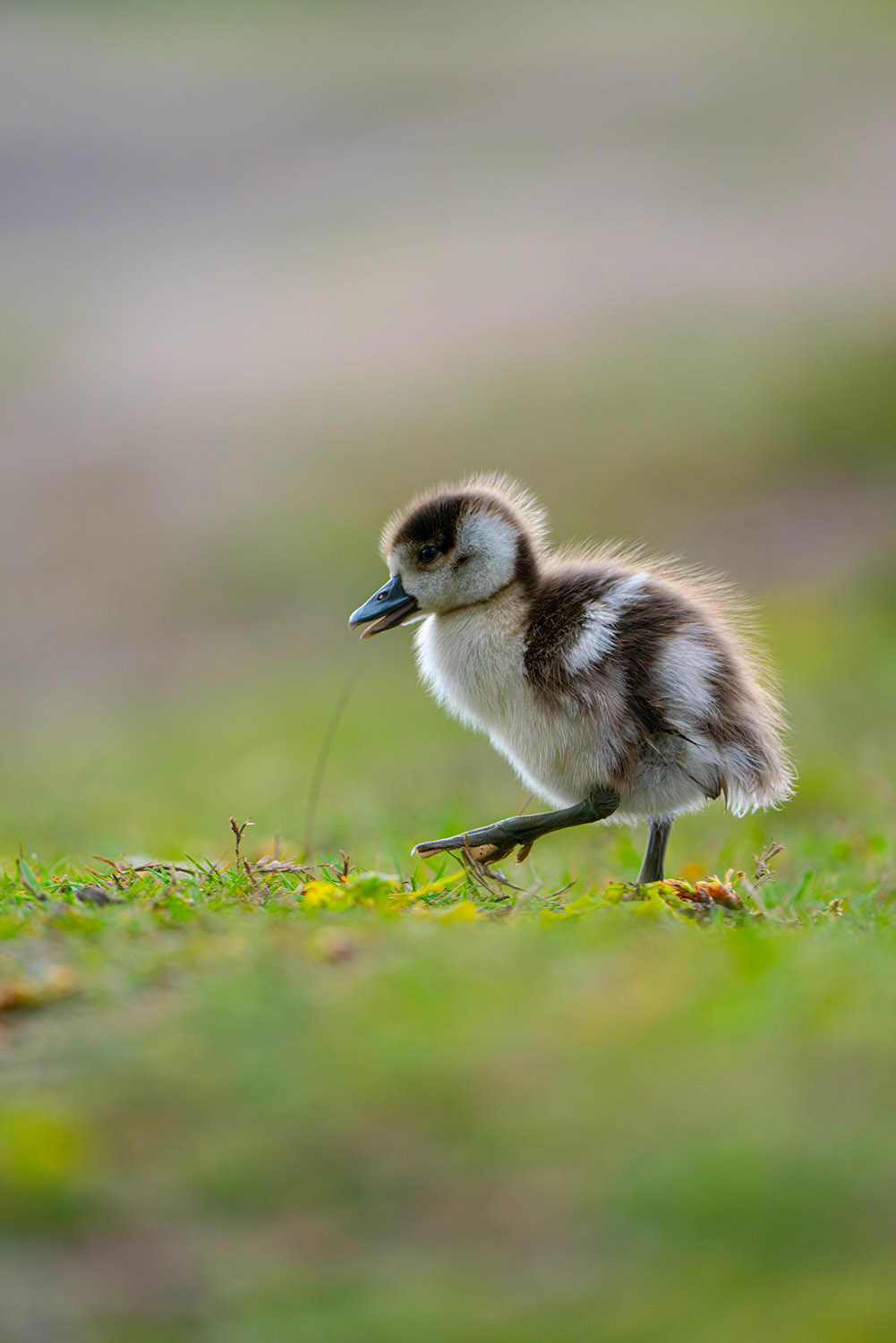 A gosling taking a walk