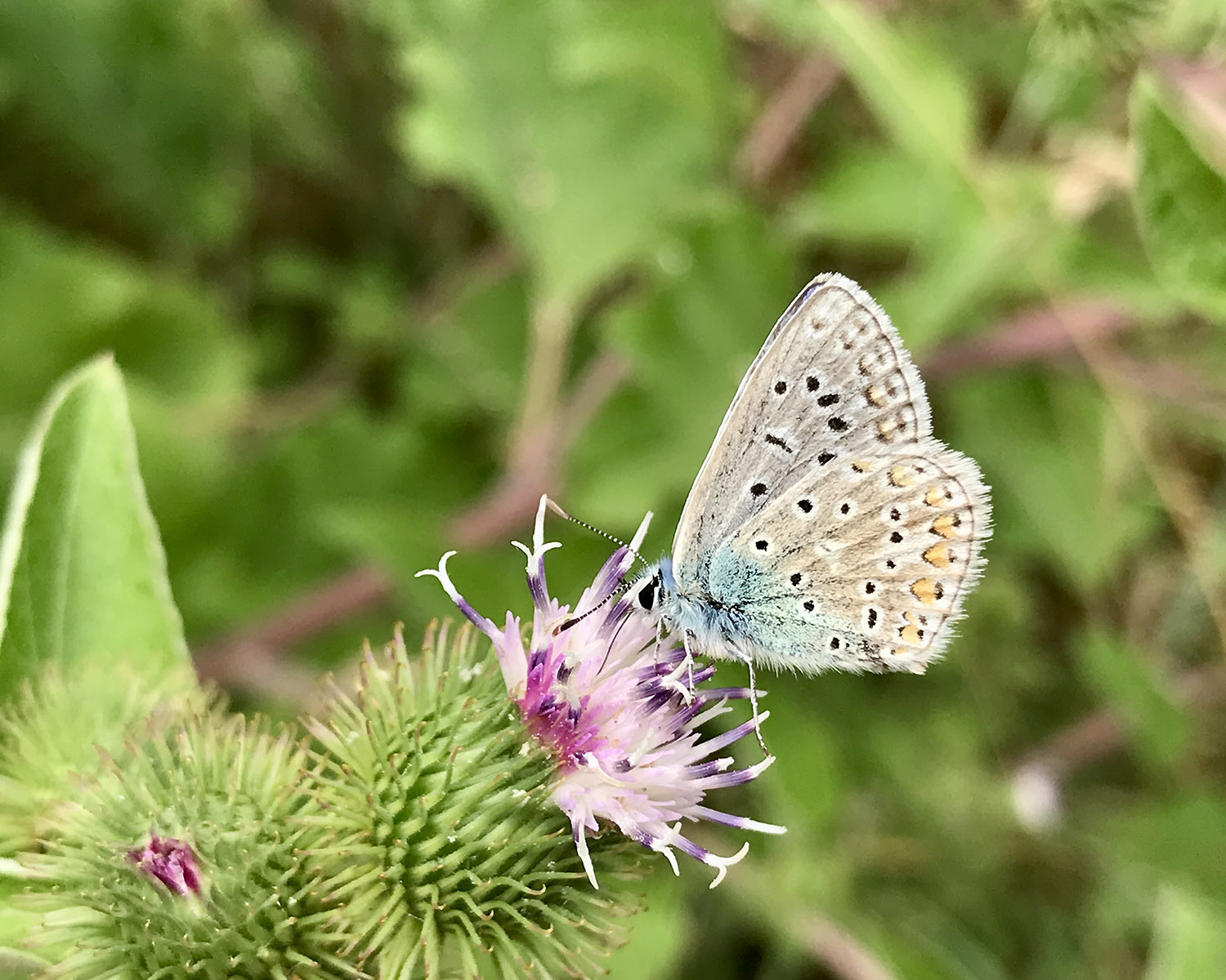 A Large Blue butterfly on a thistle flower