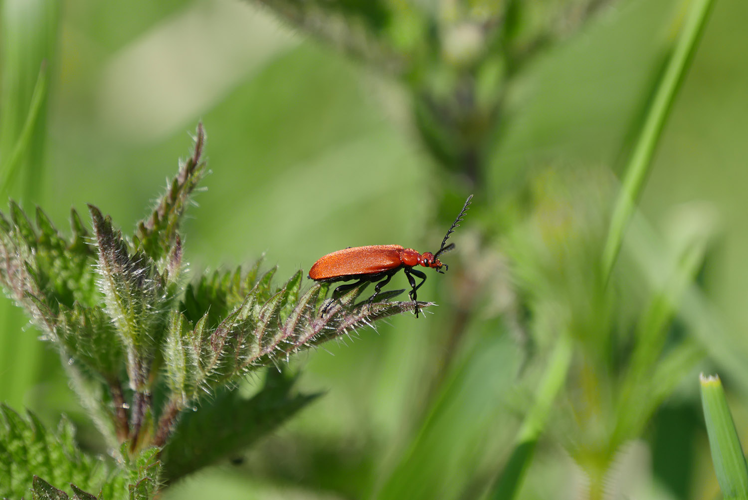 A black-headed cardinal beetle perched on a nettle leaf