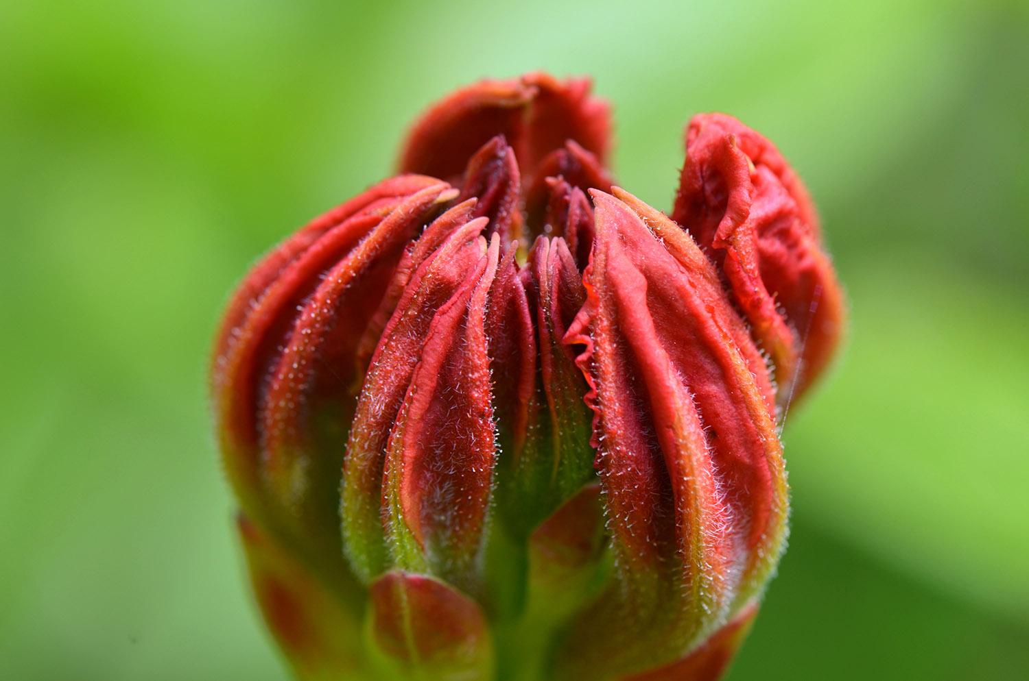 A red flower bud starting to open