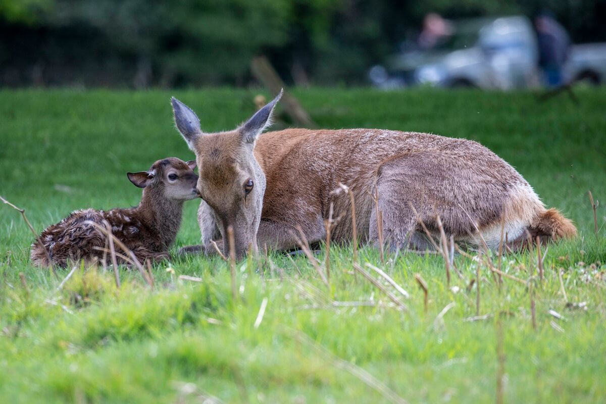 A hind with its young. 