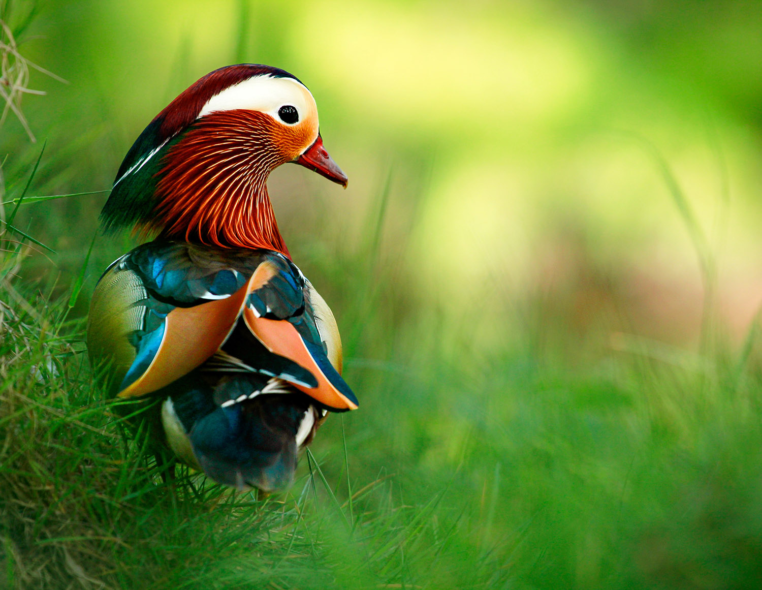A colourful Mandarin duck