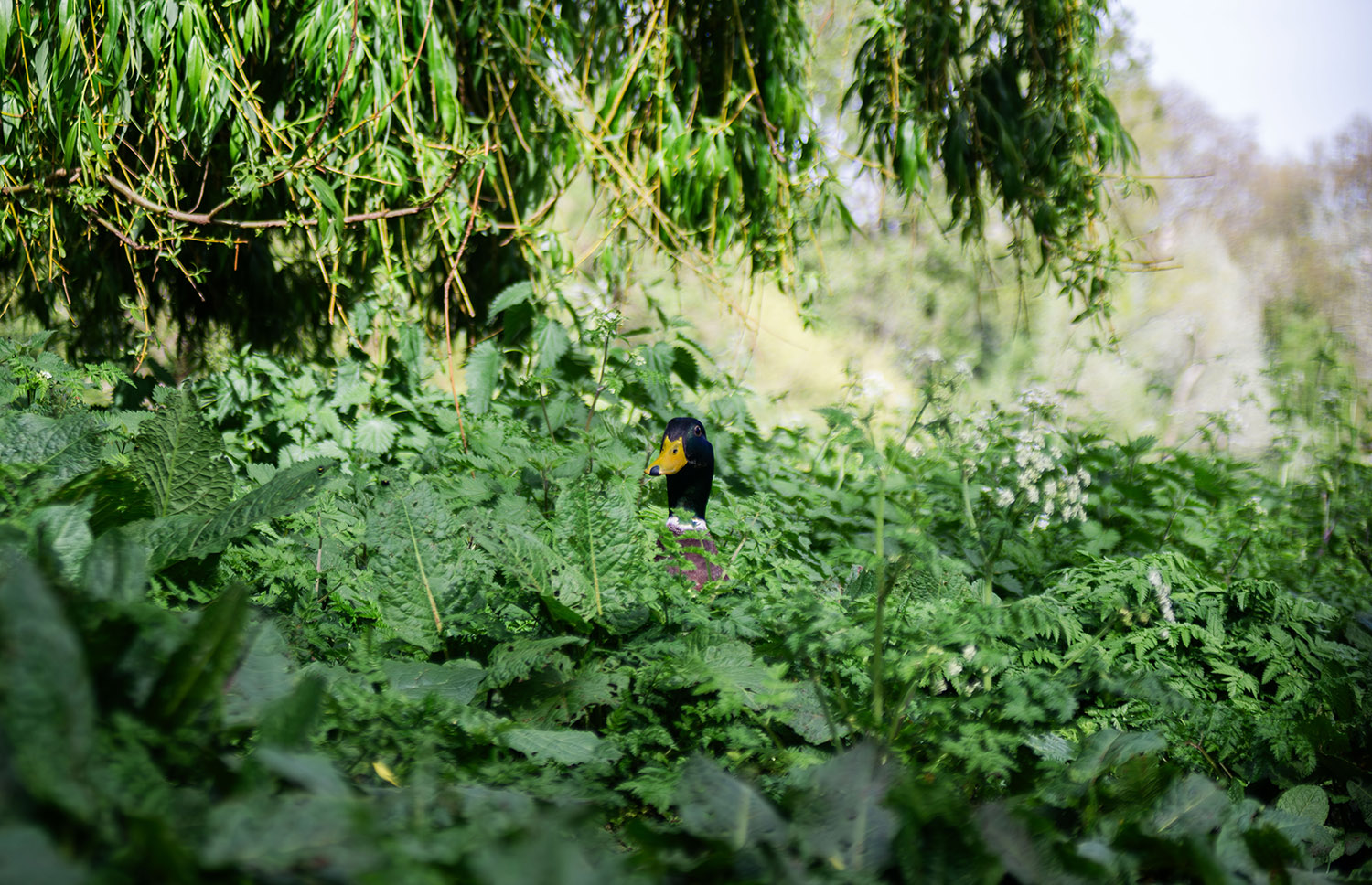 A duck peeks out from dense shrubs
