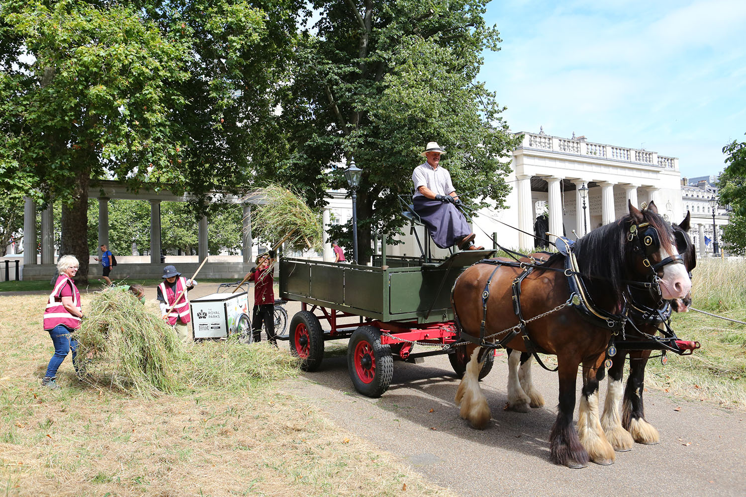 Shire horses patiently waiting for hay to be loaded into their cart