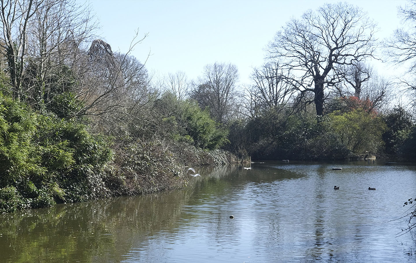 The Flower Garden lake before improvement work