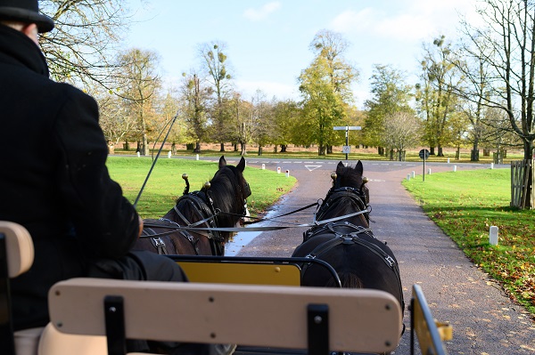 Man riding a horse drawn carriage through a park.