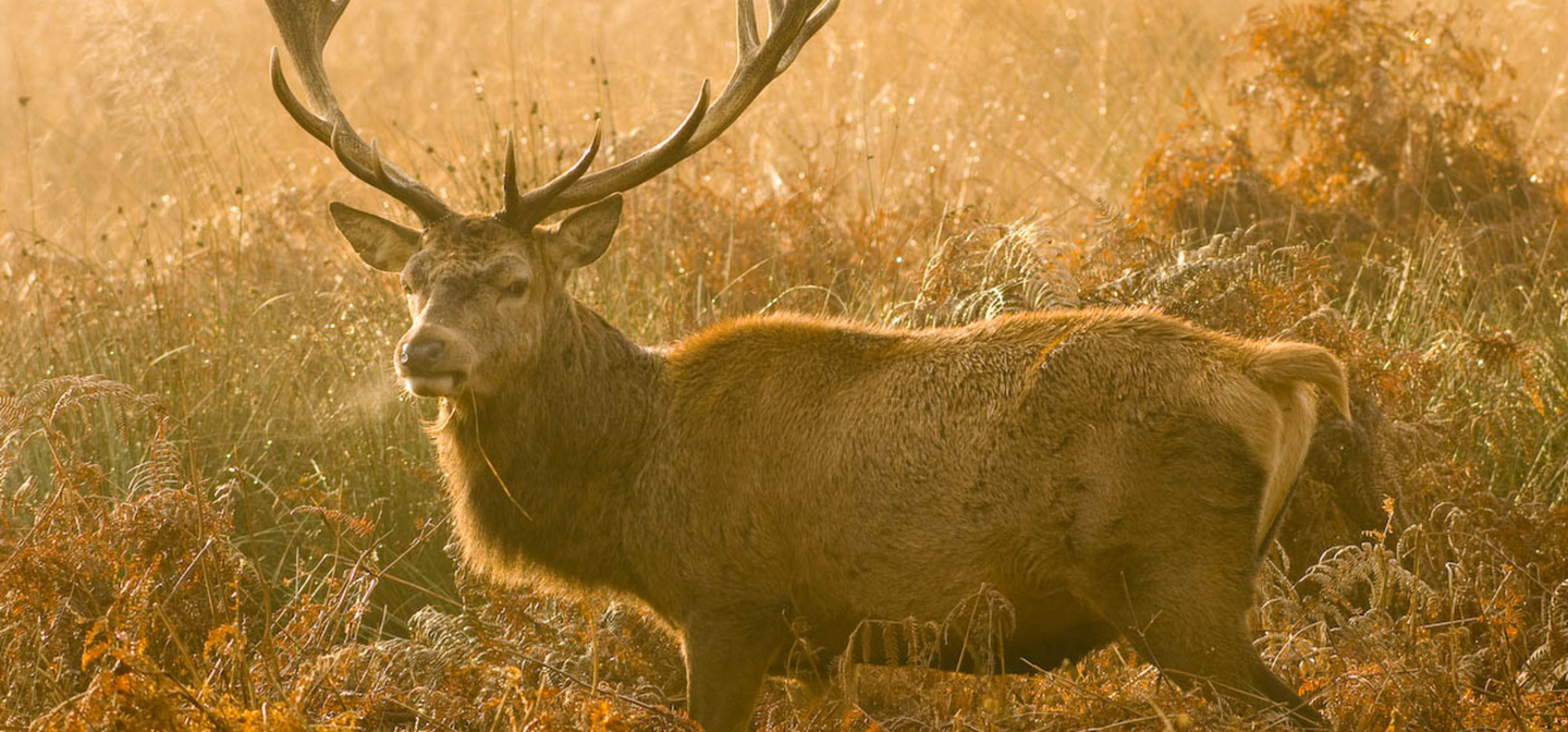 Deer Safety in Richmond Park