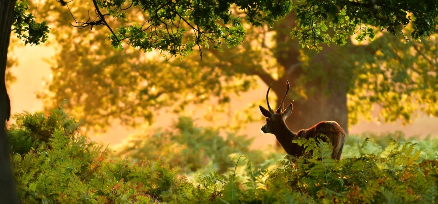 Richmond Park deer