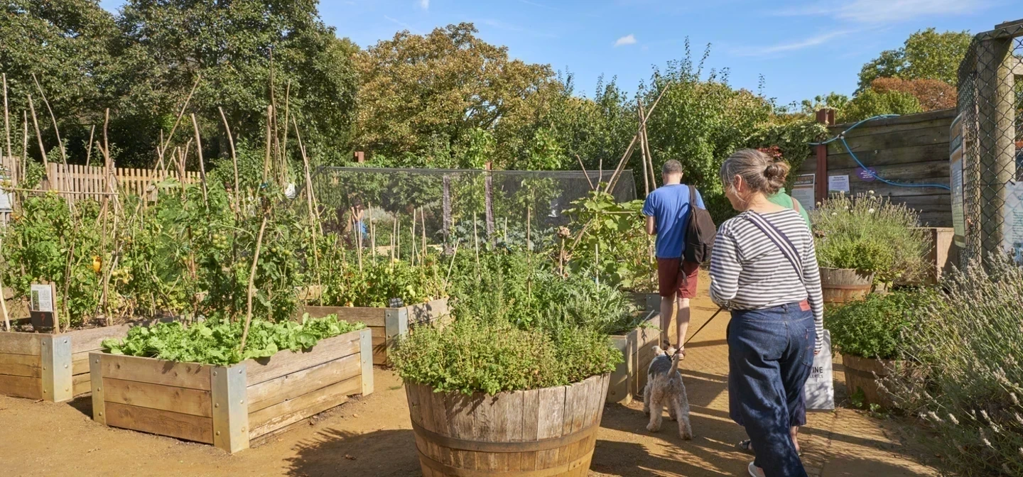 The allotment in Kensington Gardens