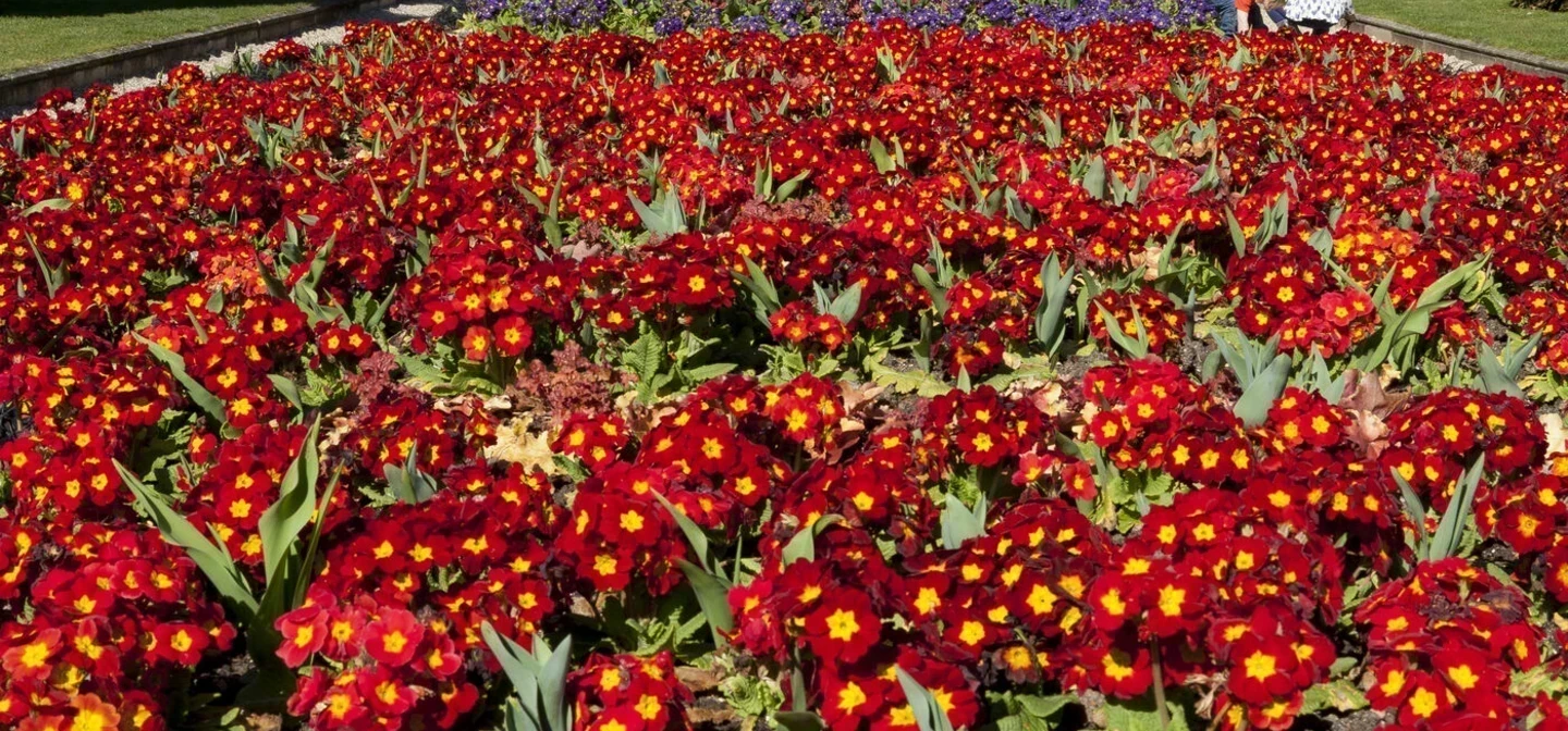 The Avenue gardens