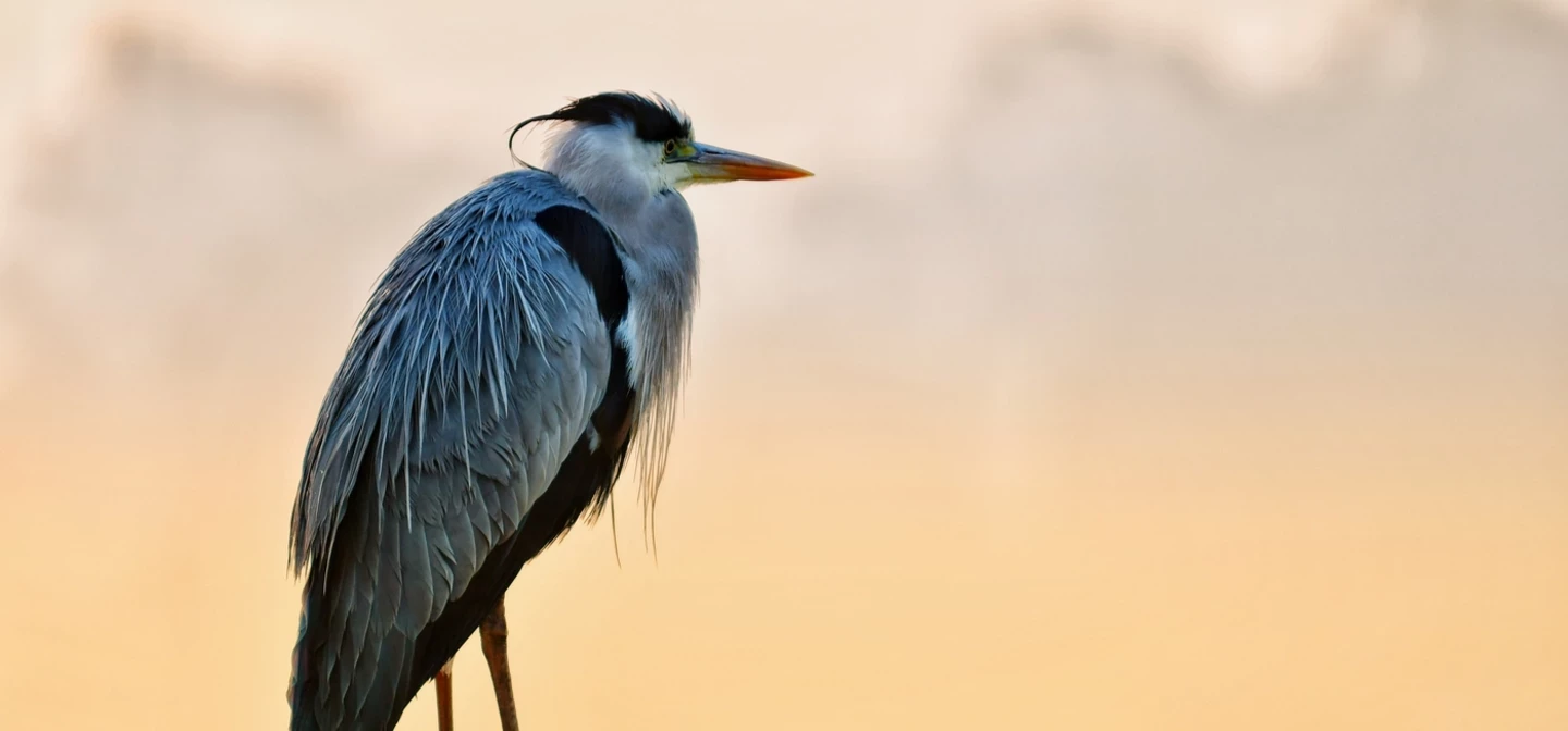 A heron in Bushy Park