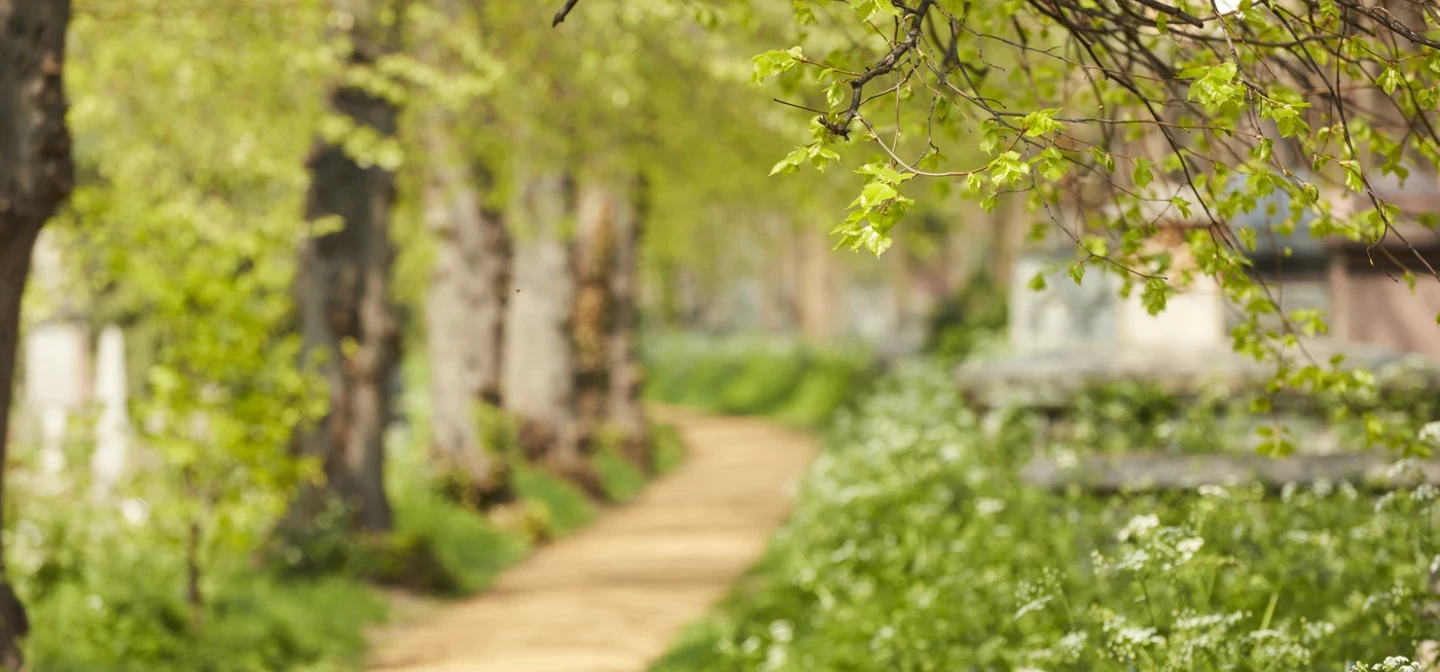 A nature landscape in Brompton cemetery