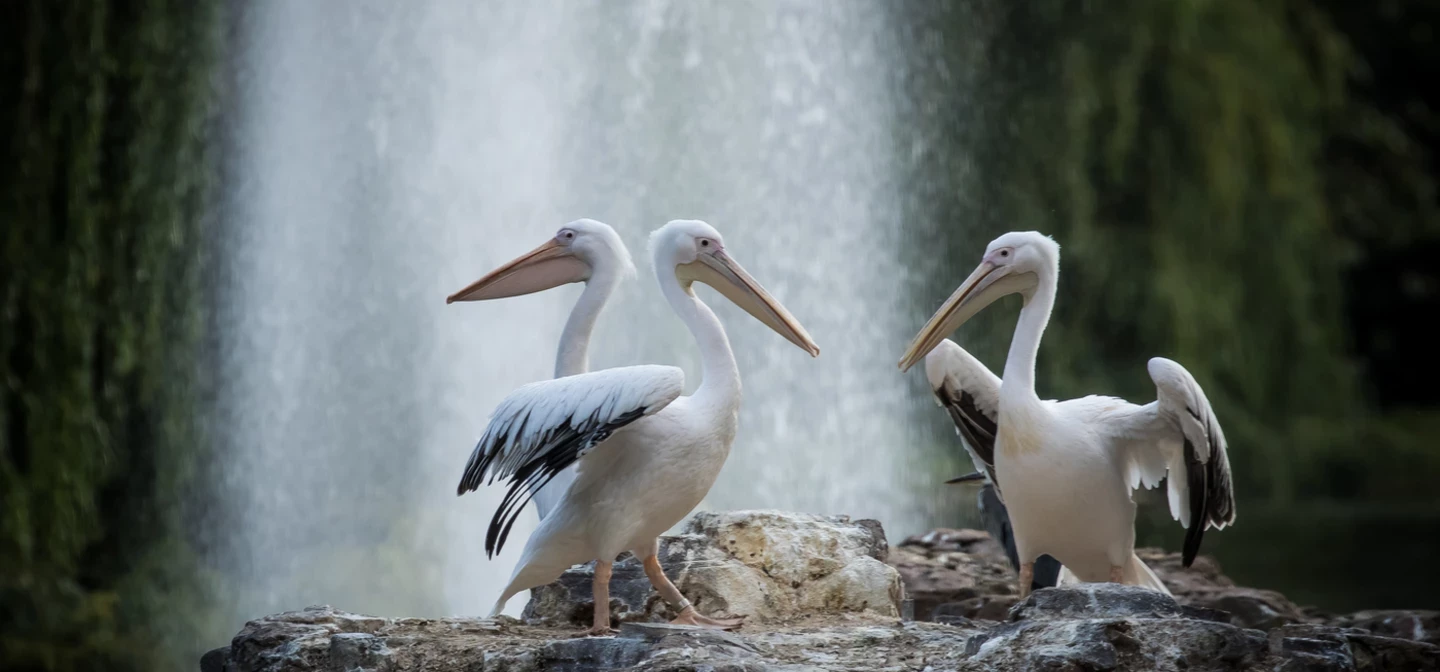 Pelicans in St. James's Park