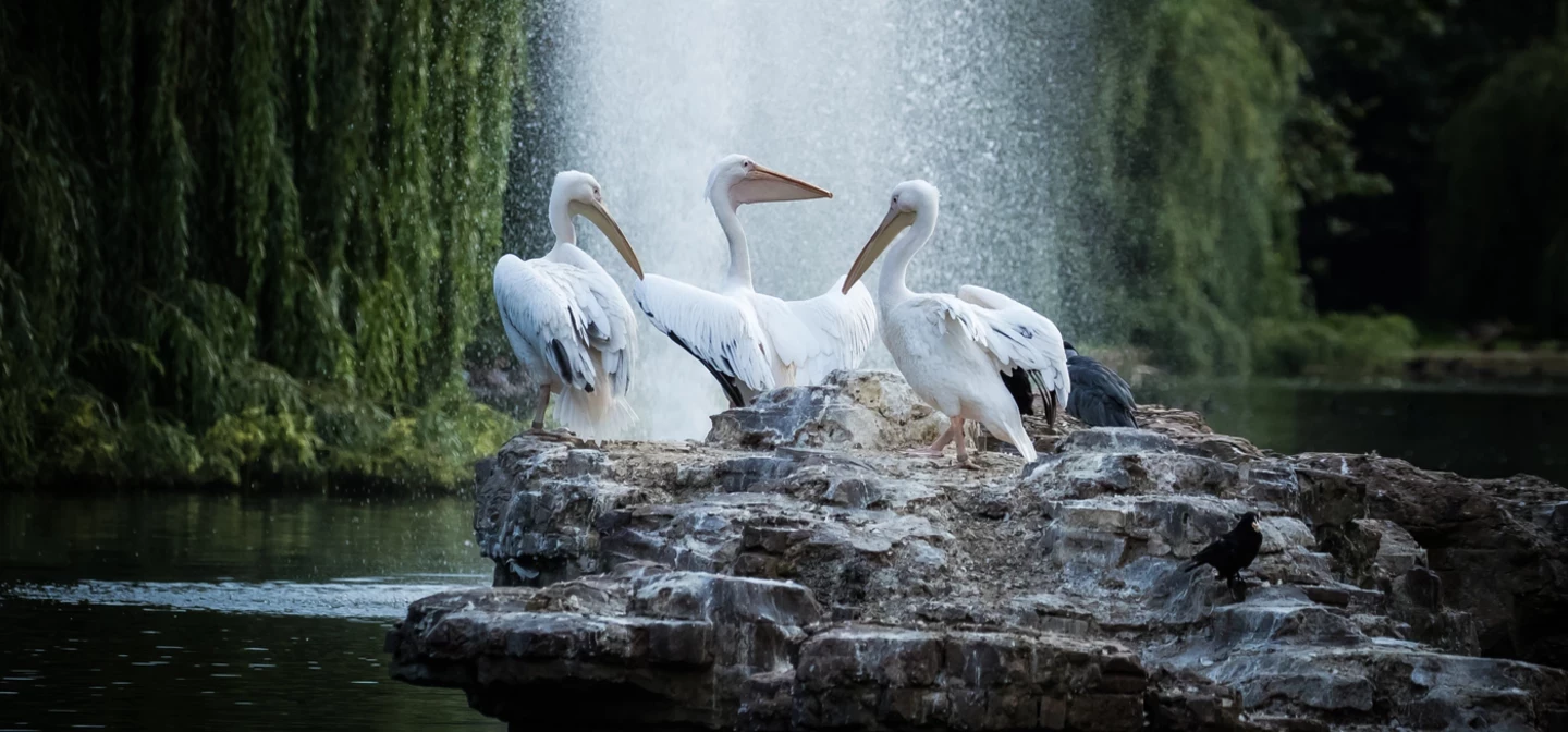 St. James's Park pelicans