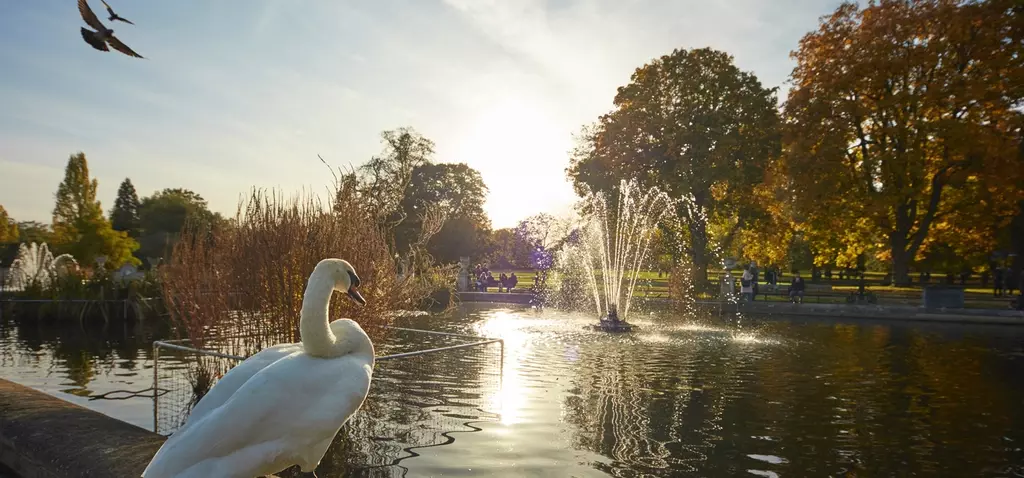 Swan overlooking the Italian Gardens in Kensington Gardens