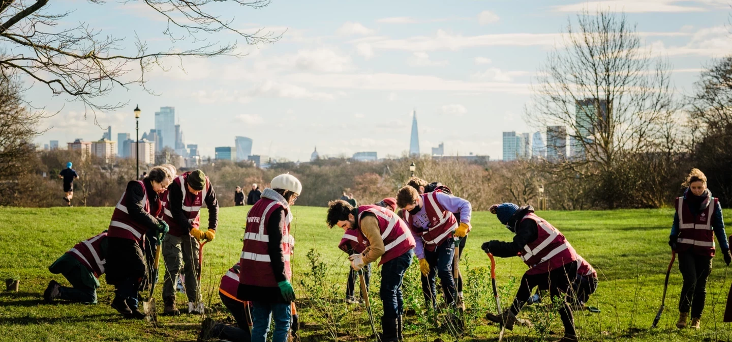 Volunteers scrub planting on Primrose Hill