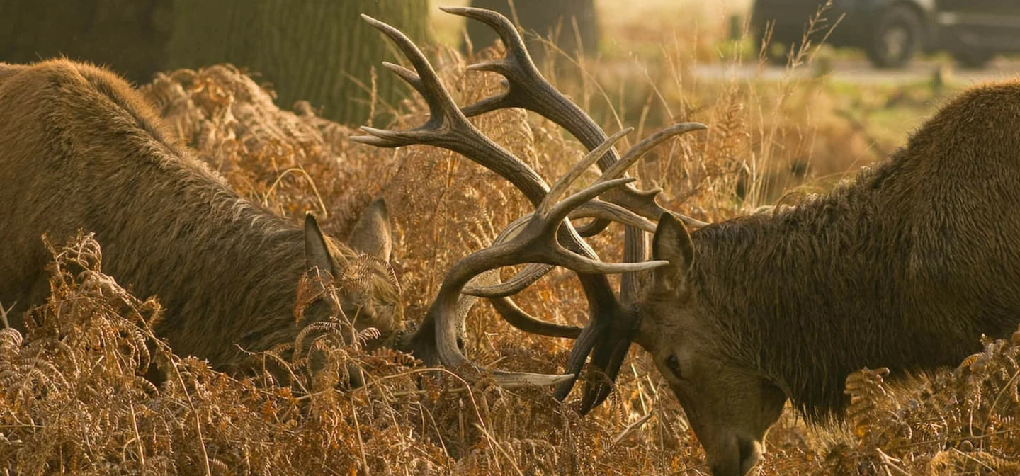 Two stags fighting during the deer rut