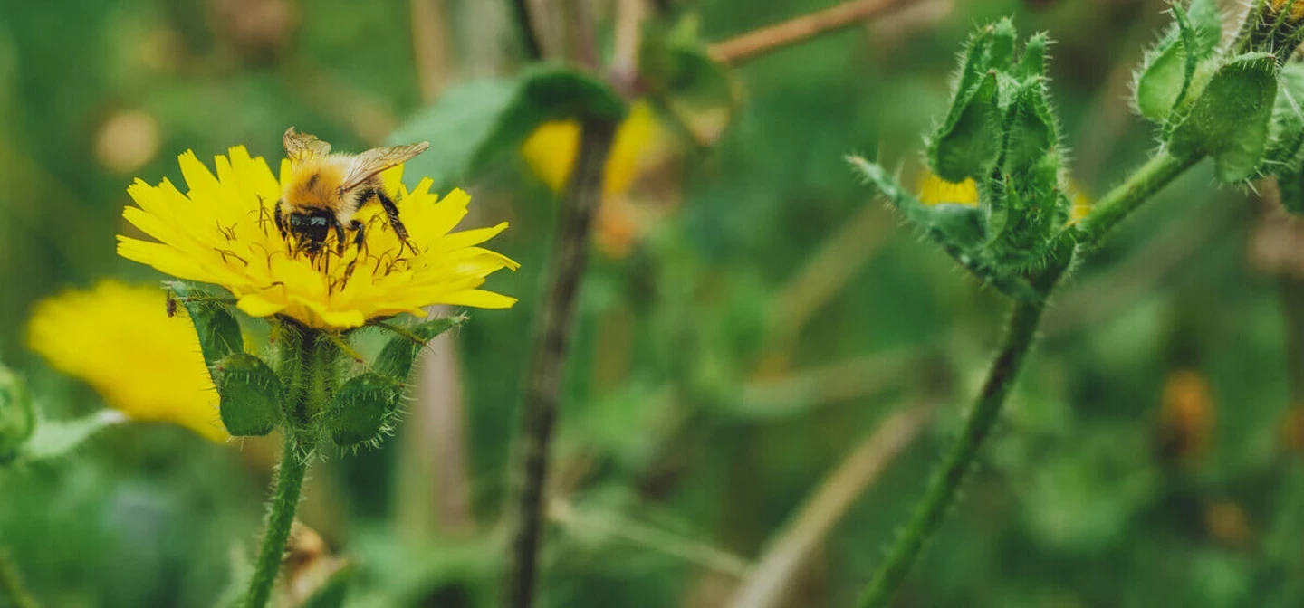 A bee in summer