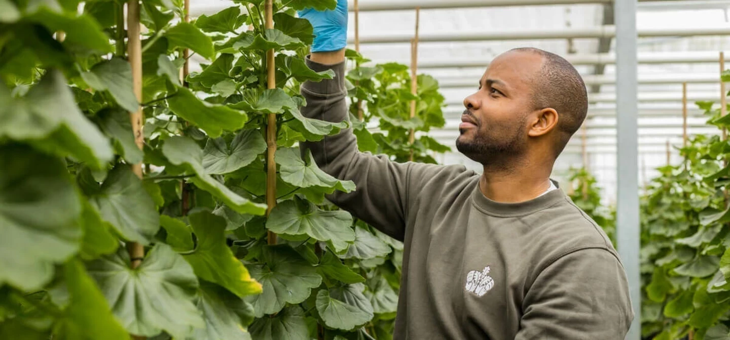 Royal Parks employee in Hyde Park super nursery