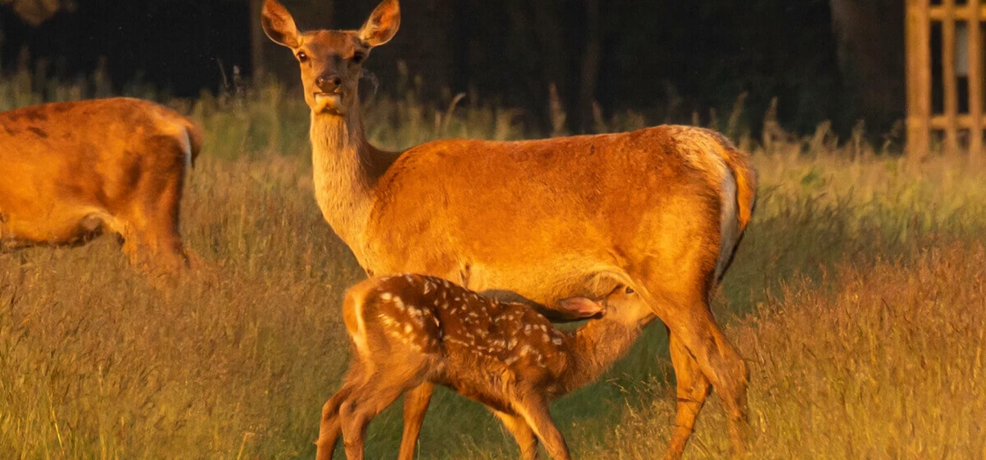 Deer in Bushy Park in summer