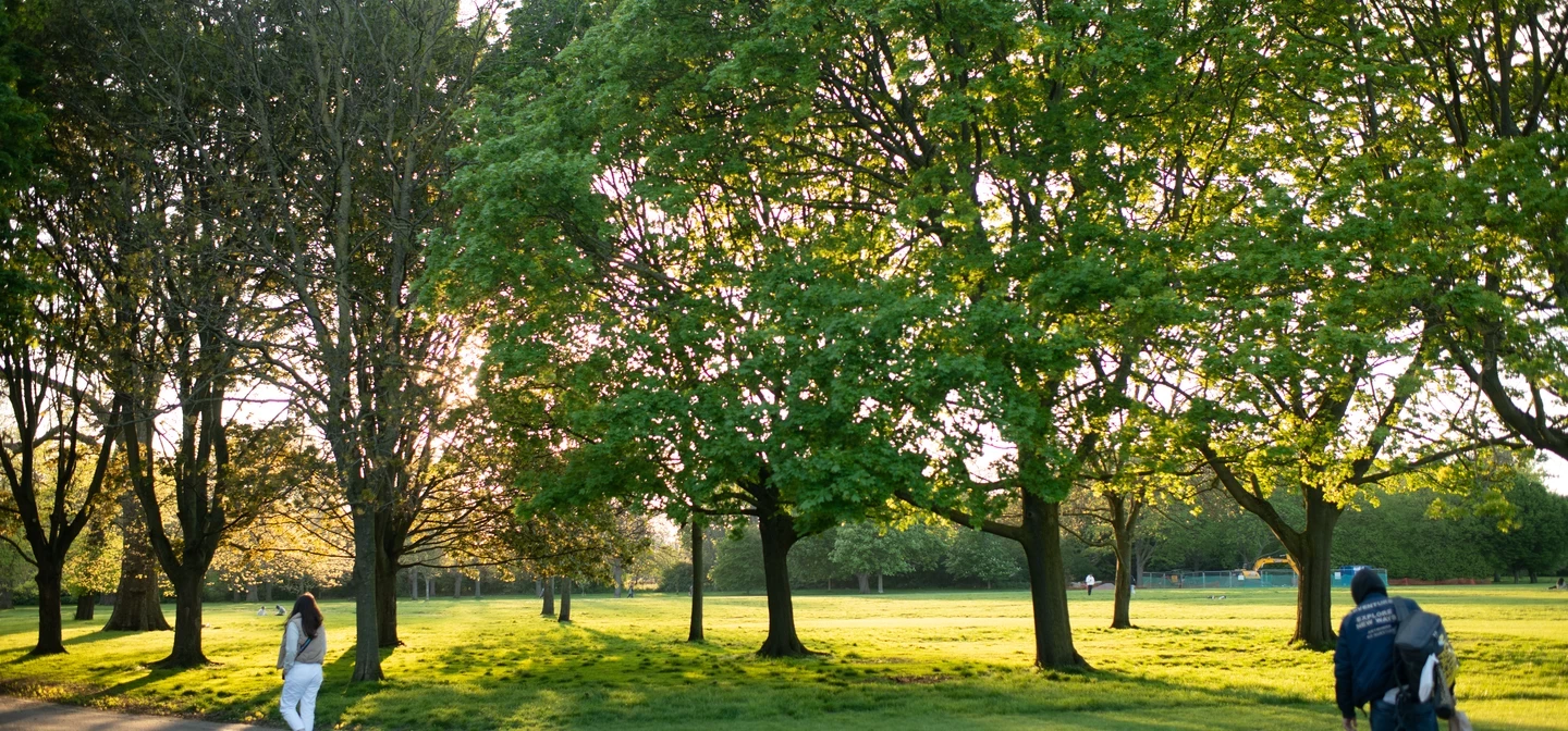 Trees in The Regent's Park