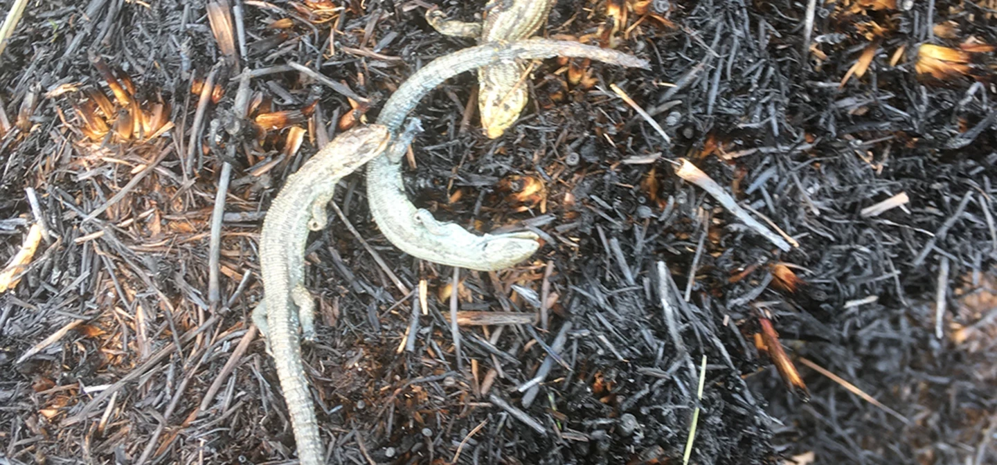 Lizards killed in a fire