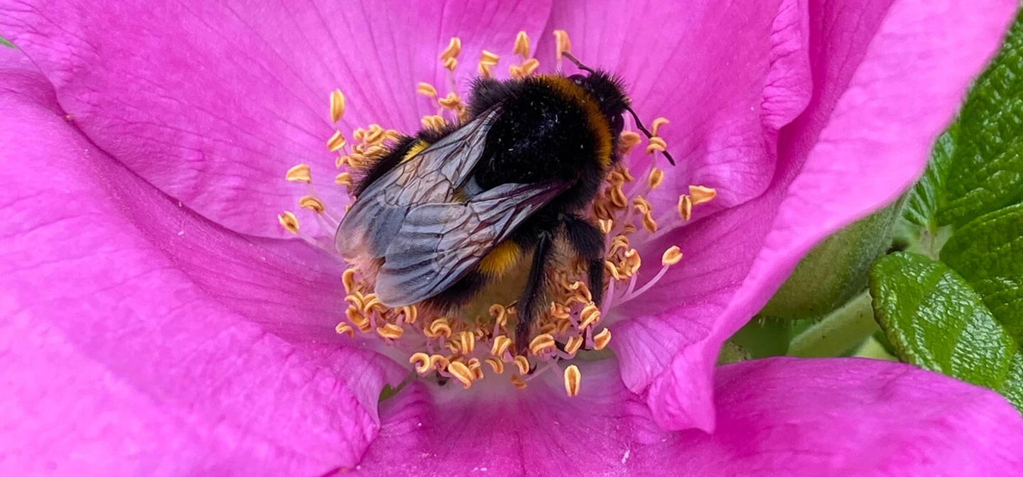 Bumblebee on a flower