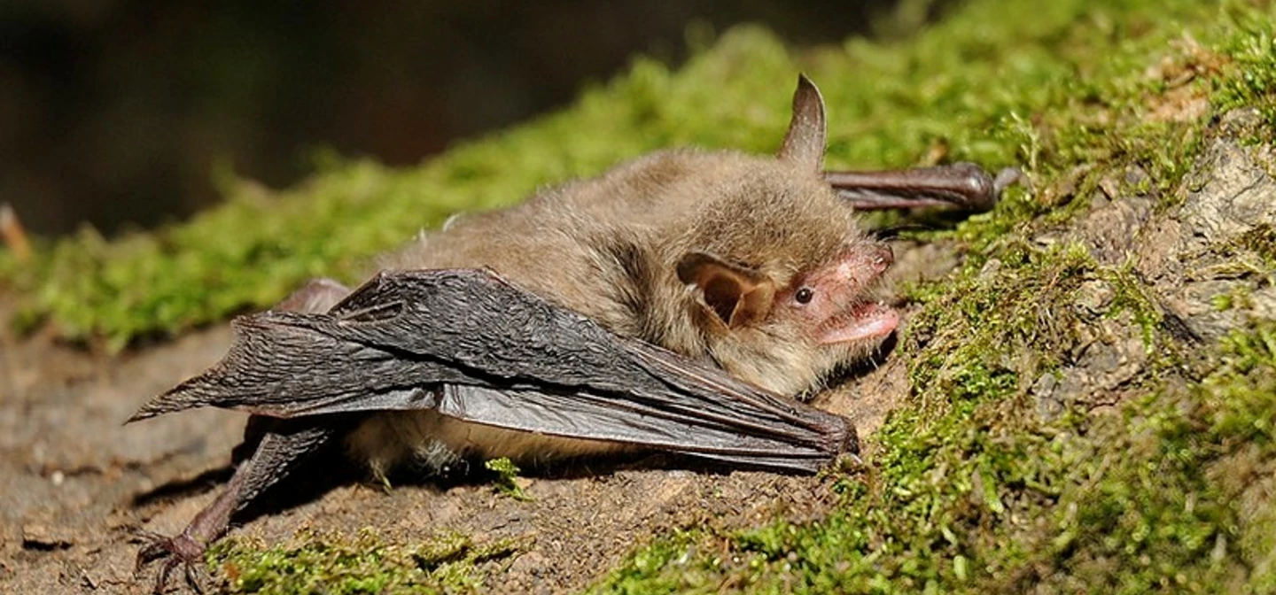 Natterer's bat