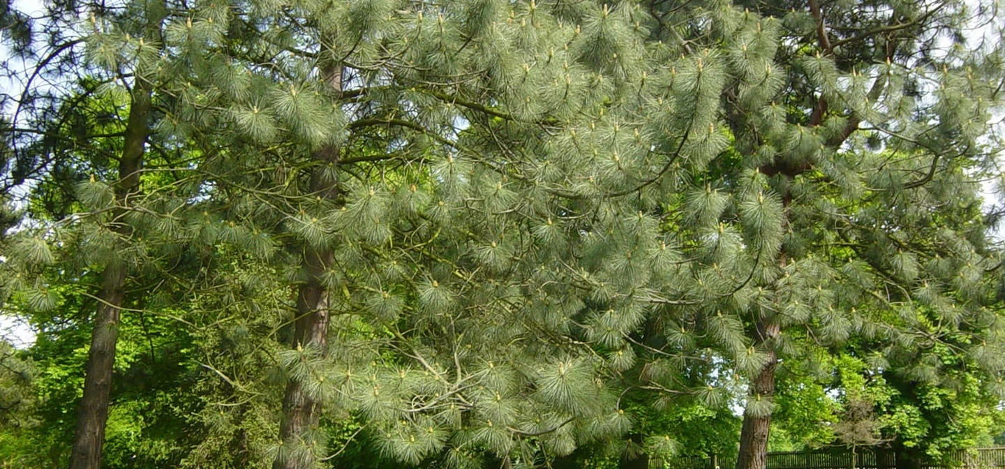 Trees in the Woodland Gardens