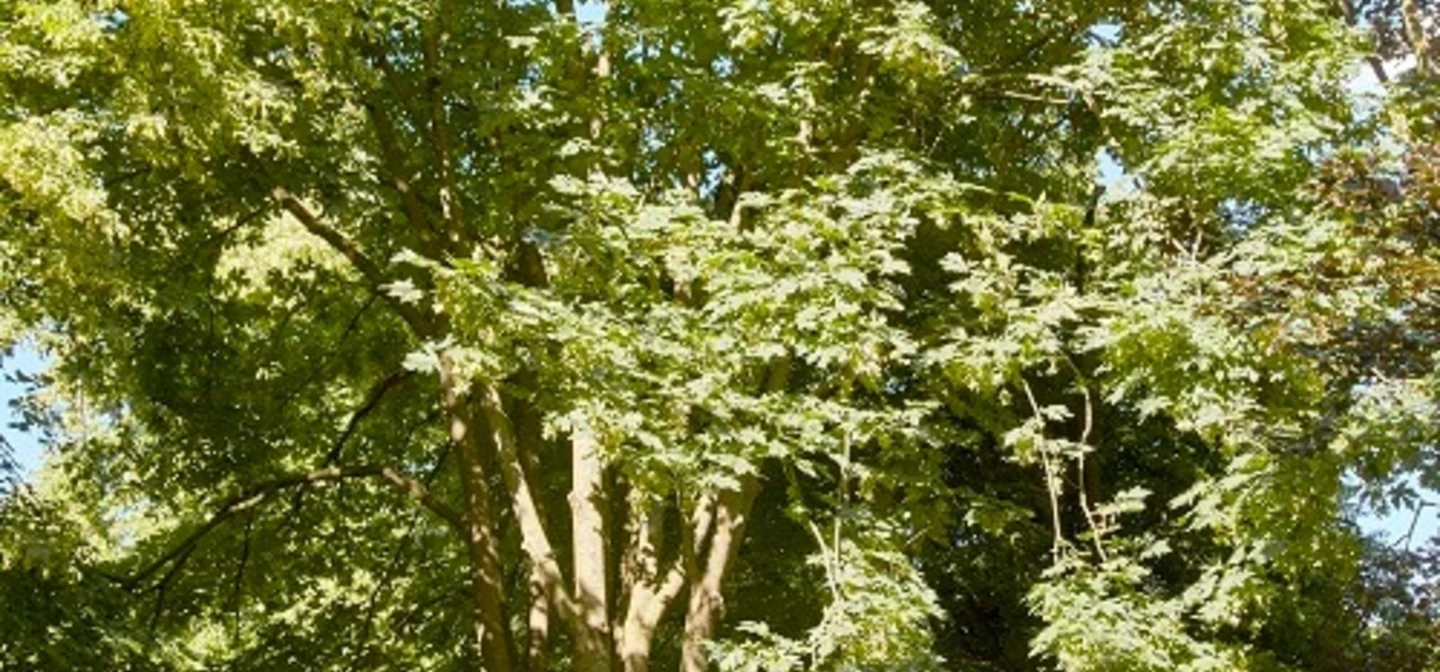 Big leaf maple tree