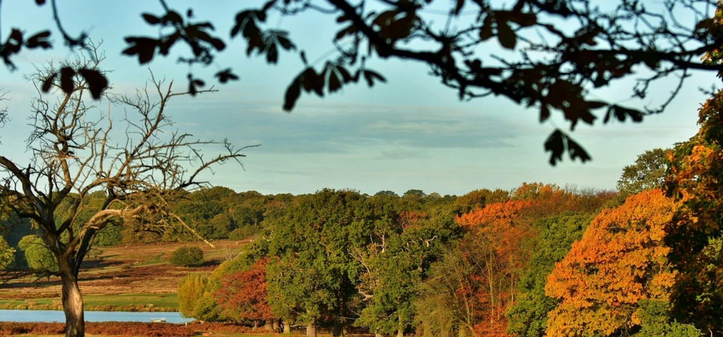 Autumn trees in Richmond Park