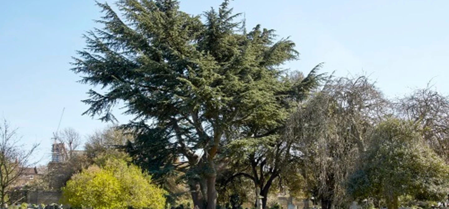 Cedar of Lebanon in the cemetery