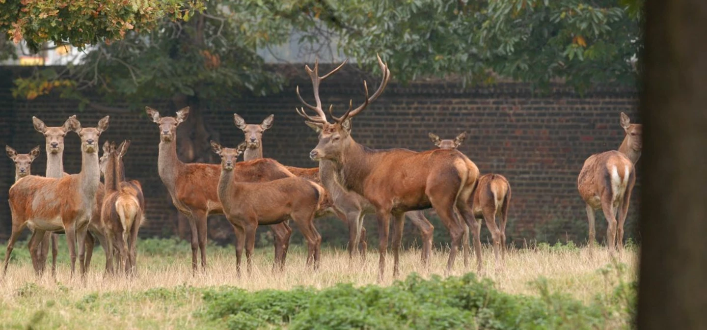 Deer in the Greenwich Deer Park 