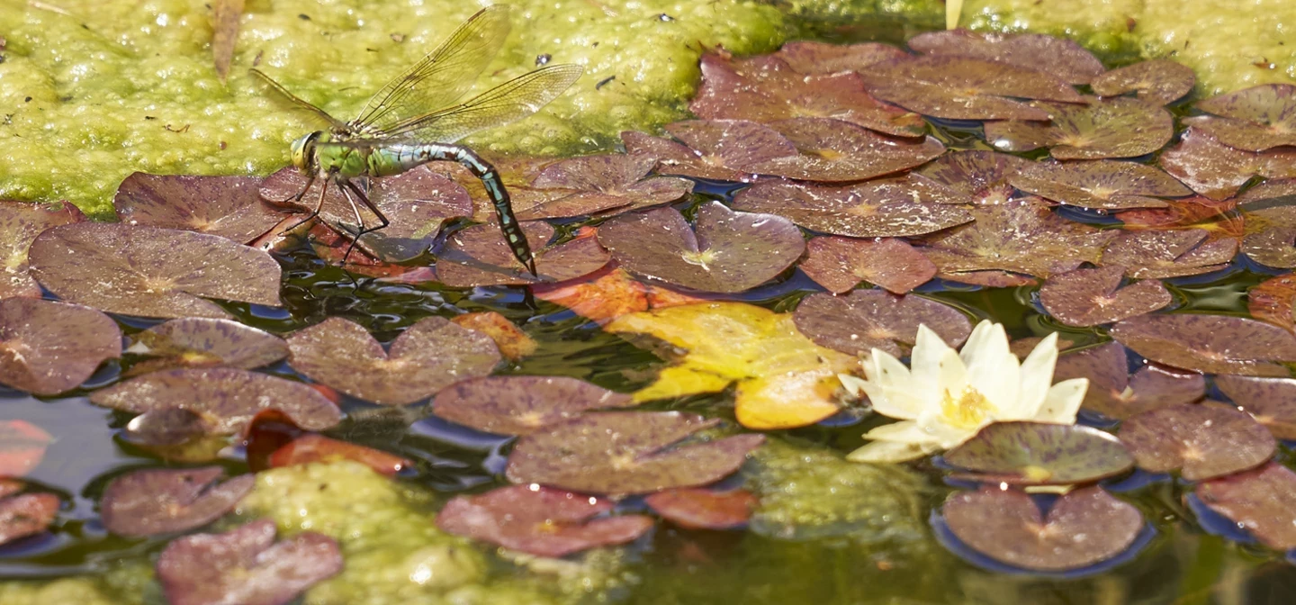 A dragonfly on a pond