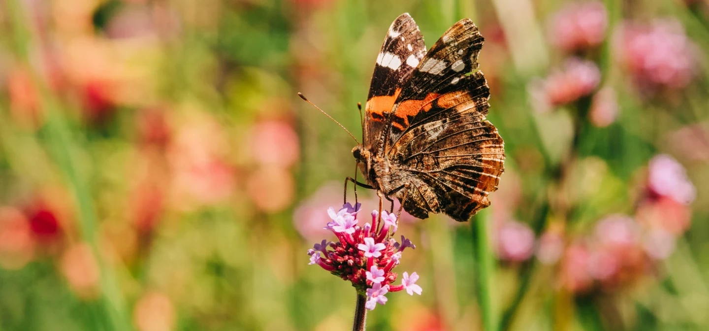 a red and black butterfly on a purple flower