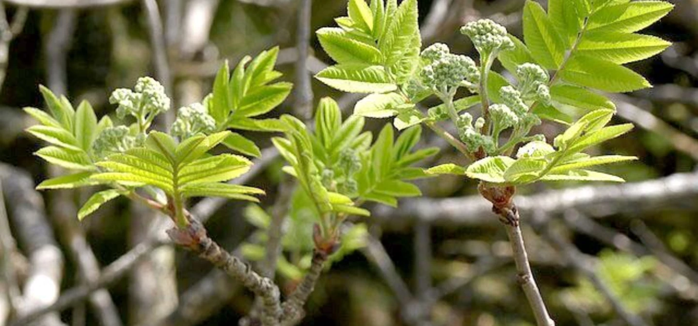 Rowan tree leaves